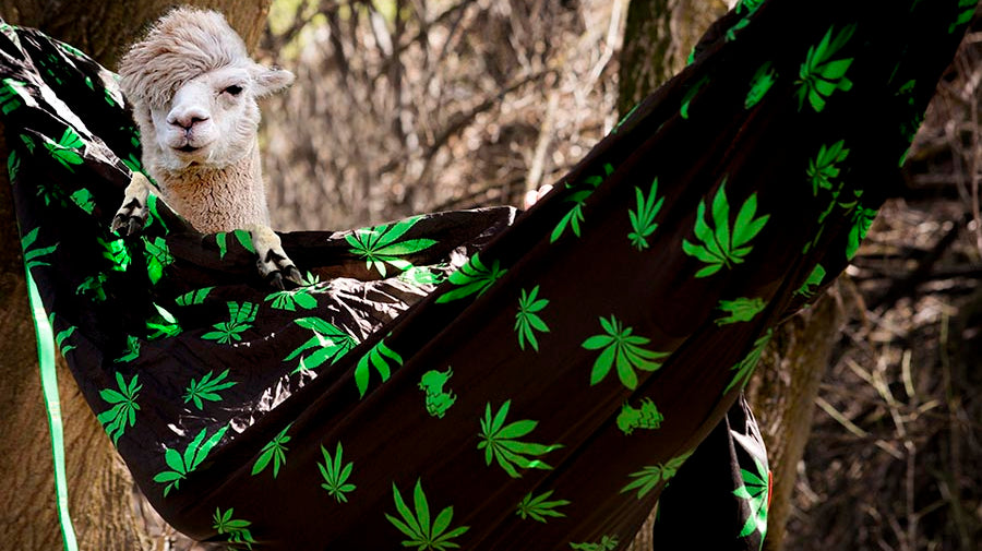 Issue 006: A Very Special 4/20 Edition