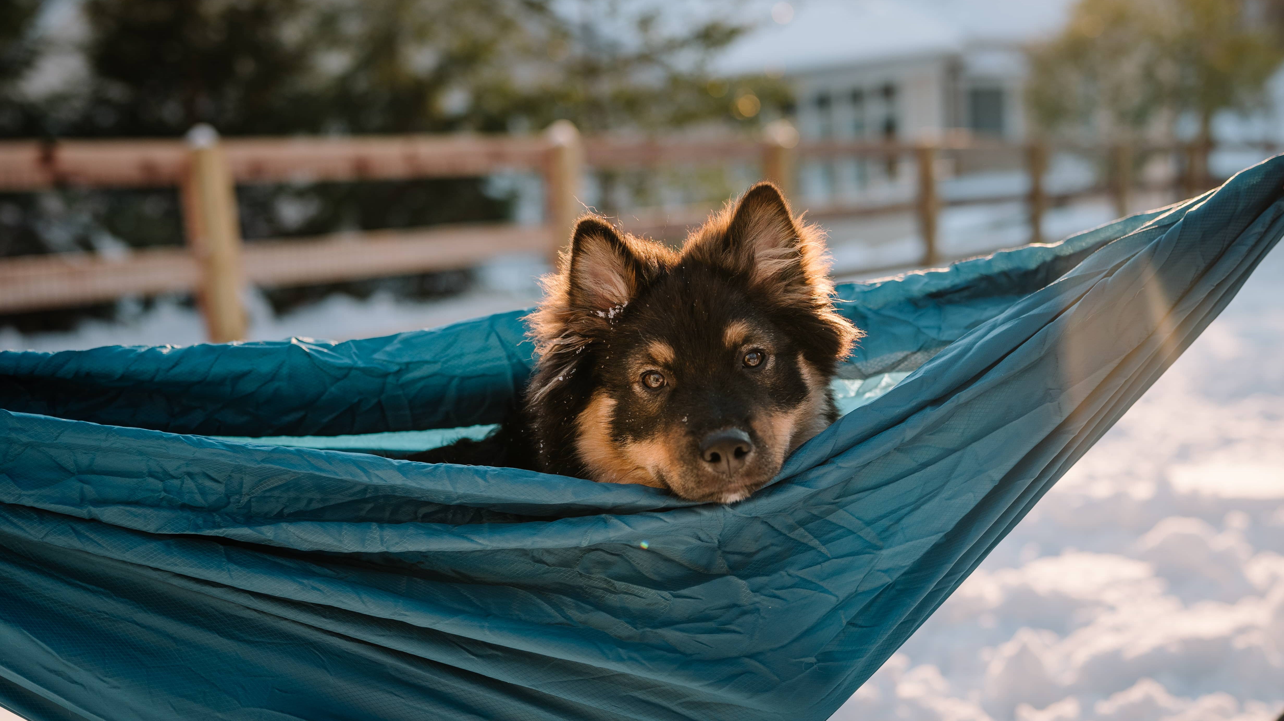 Five Tips for Hanging with Your Pup