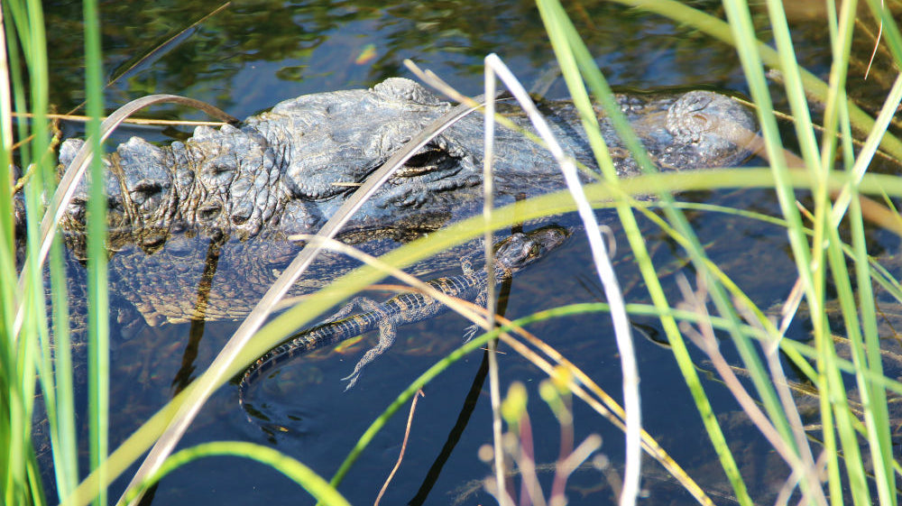 Get Outside in Florida with These 3 Thrilling Adventures