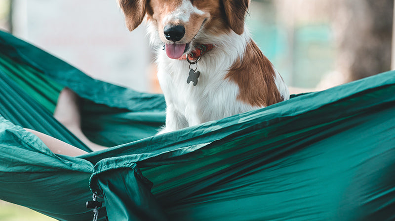 Issue 005: Your Home Away From Home...At Home