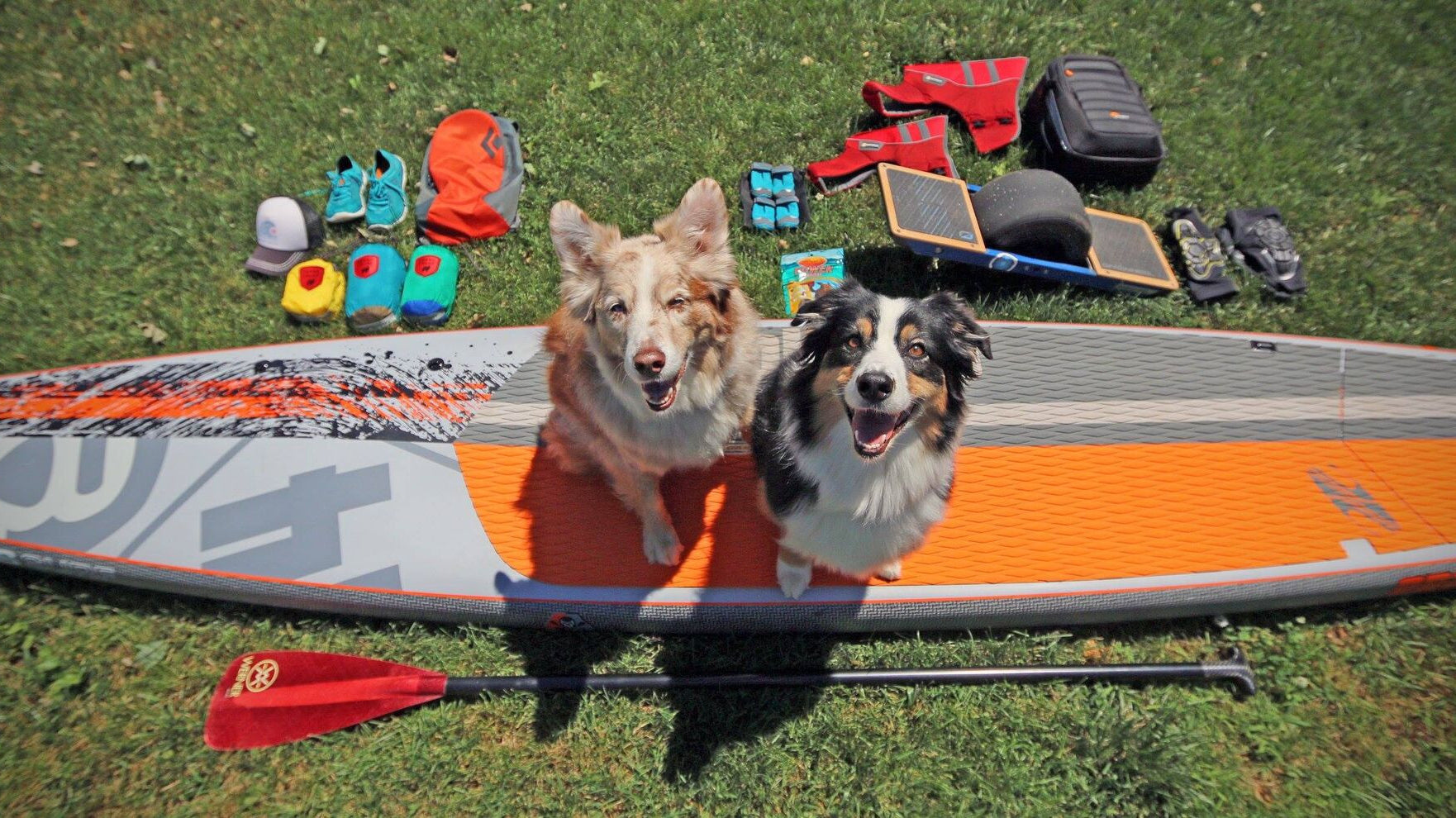 Why I Love Traveling With Dogs