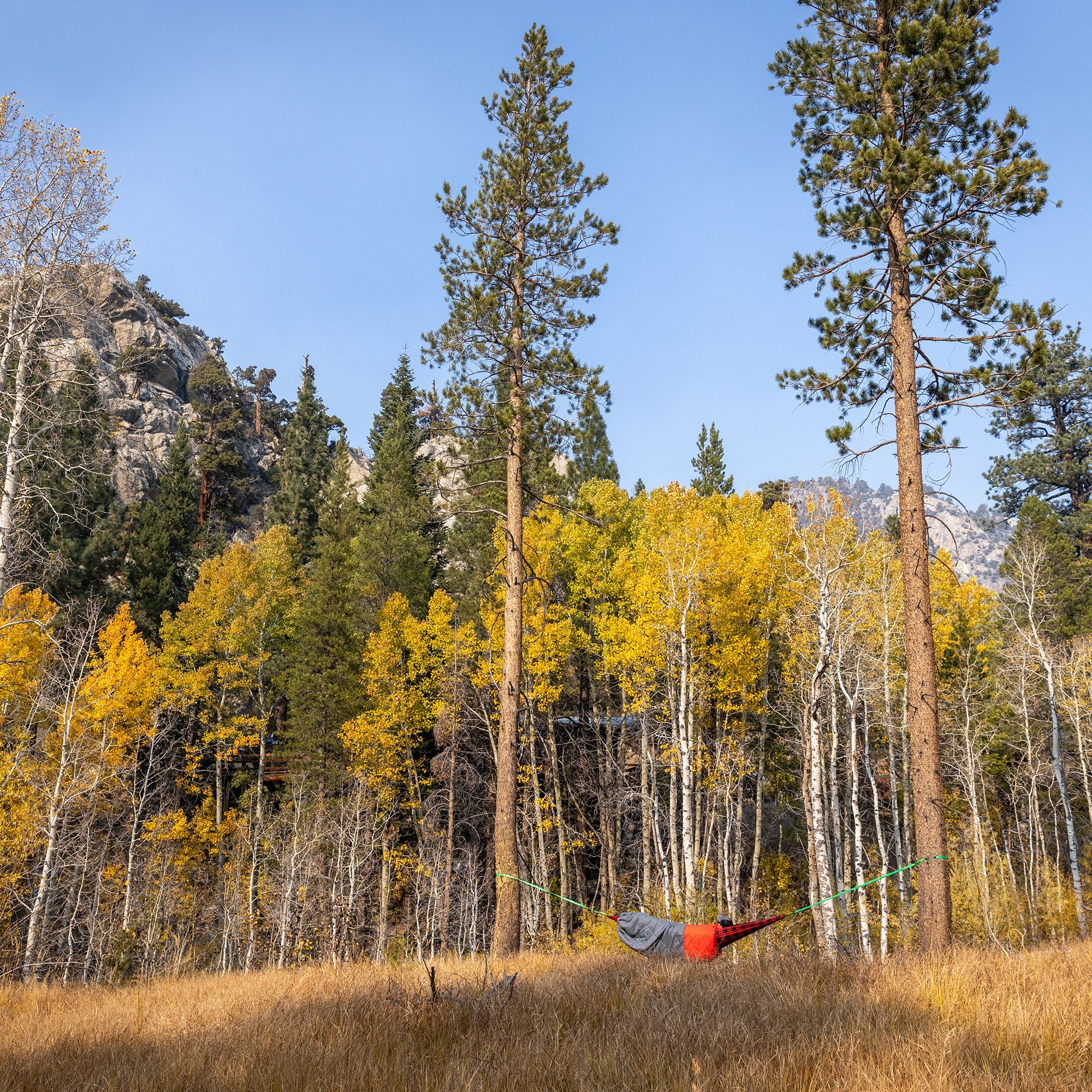 hammock wrapped in thermaquilt in forest with trunk straps hanging between tall trees potentially yosemite