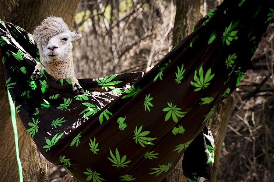 Issue 006: A Very Special 4/20 Edition