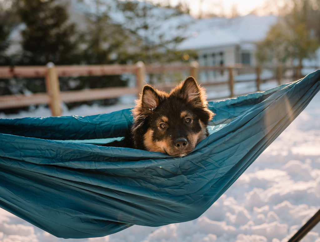 Five Tips for Hanging with Your Pup