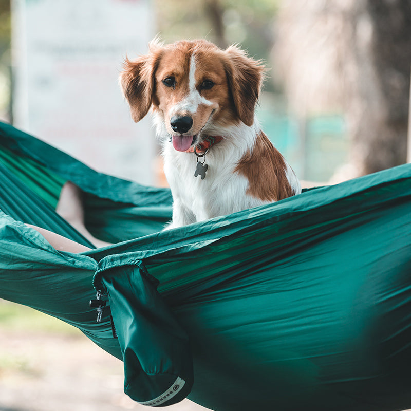 Issue 005: Your Home Away From Home...At Home