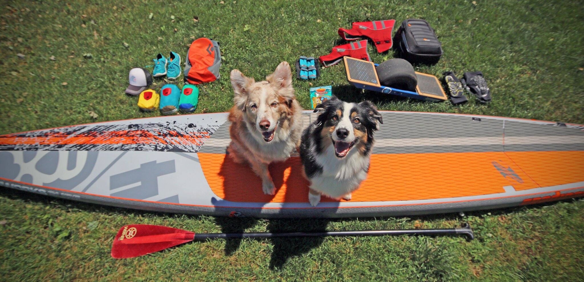 Why I Love Traveling With Dogs