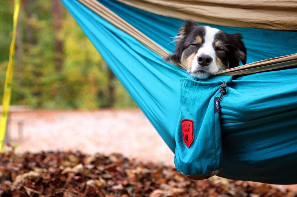 National Puppy Day! Hammock Style